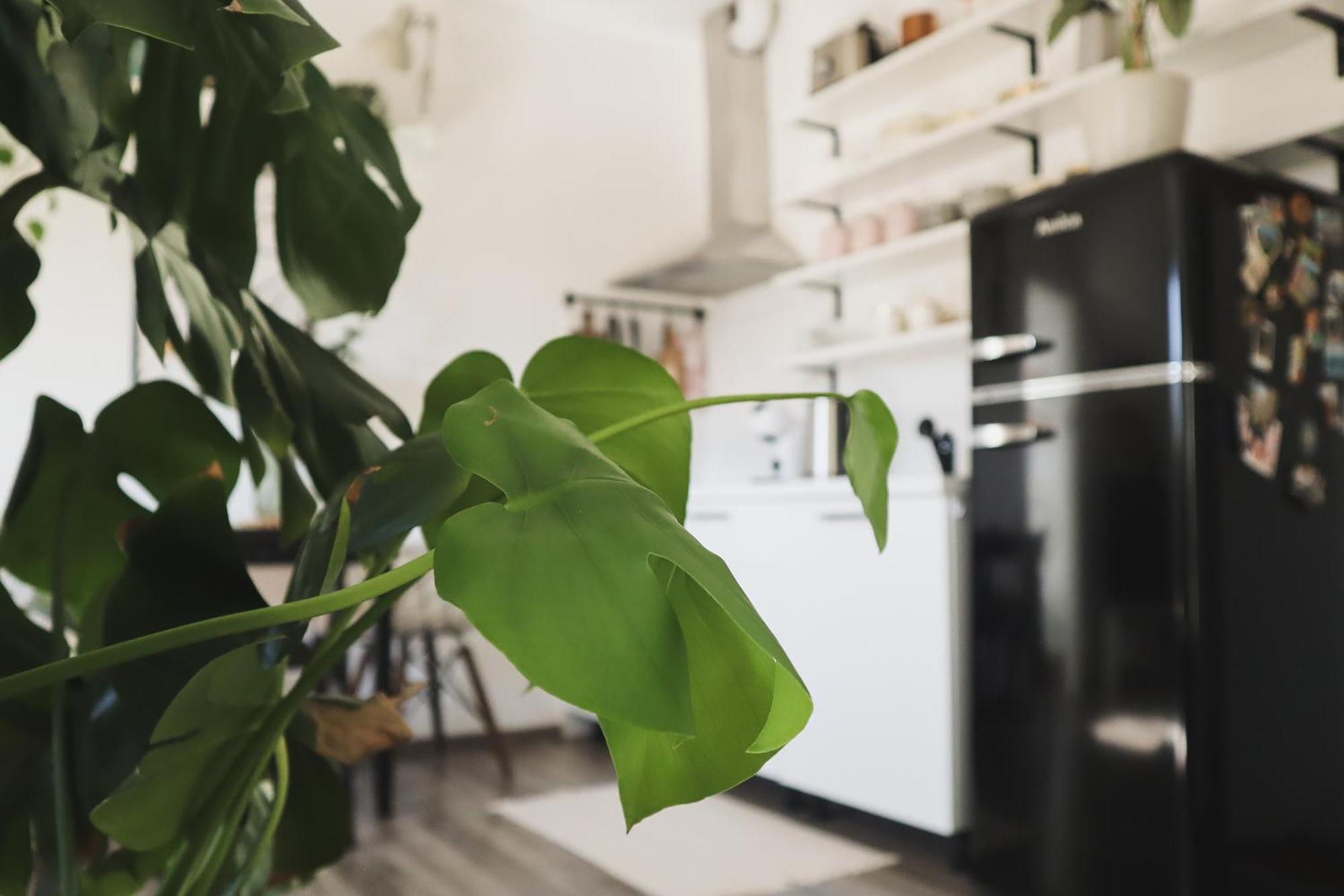 Urban Jungle Apartment - Free Parking ليوبليانا المظهر الخارجي الصورة